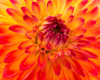 Dahlia Explosion