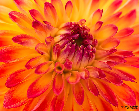 Dahlia Explosion