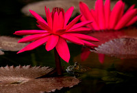 Tropical Water LIly and Friend!