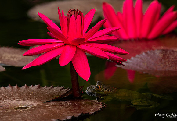 Tropical Water LIly and Friend!
