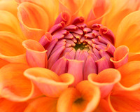 Blooming!