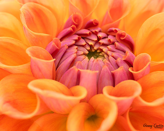 Blooming!