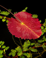 Upside Down Water Lily Pad