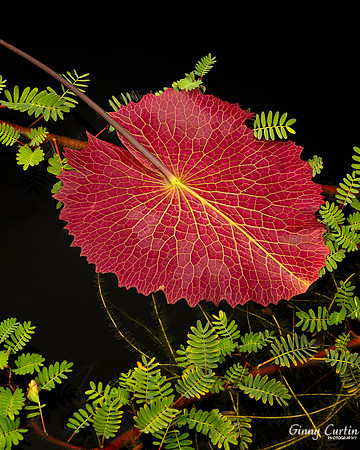 Upside Down Water Lily Pad