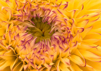 Sea Anemone or Dahlia?