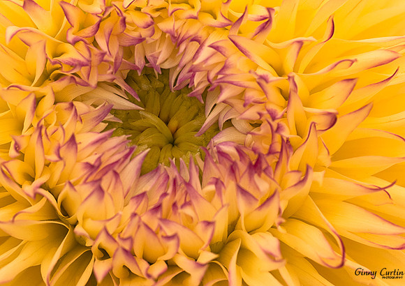 Sea Anemone or Dahlia?