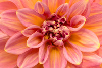 Pastel Dahlia!