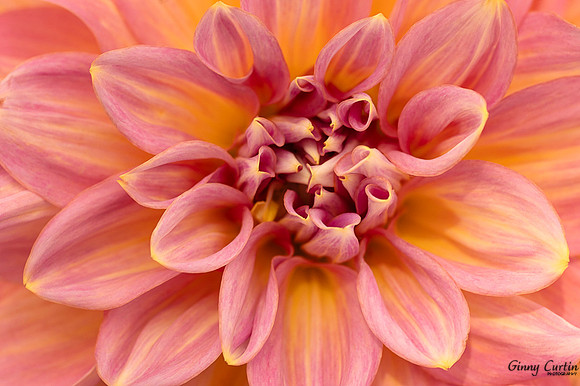 Pastel Dahlia!