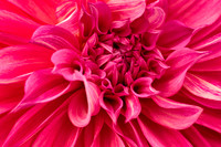 Dahlia Brillance