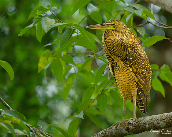 Bare-throated Tiger Heron