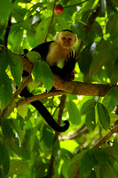 White-faced Capuchin in the Canopy