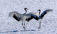 _DSC0305-Edit