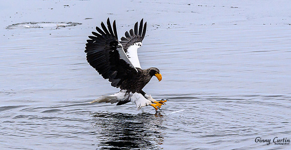 The Catch