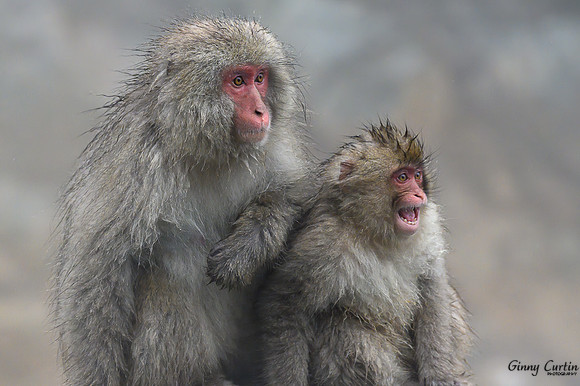 Snow Monkeys-Mother and Child