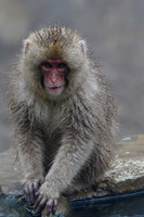 Snow Monkey