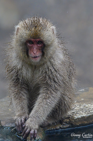 Snow Monkey