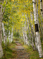 Birch Walk, Acadia NP