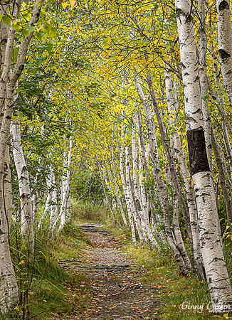 Birch Walk, Acadia NP