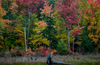 Fall Colors