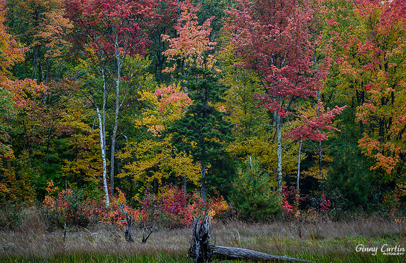 Canon Brook Trail, Acadia NP