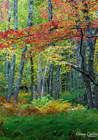 Sieur de Monts, Acadia NP