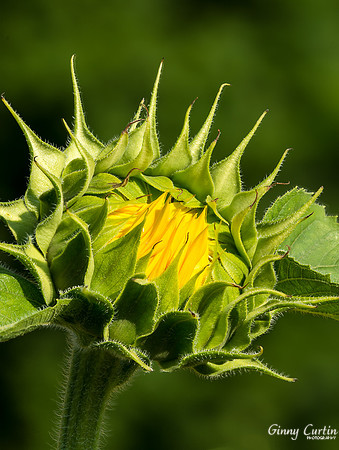 Looking to the Sun