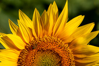 Sunflowers-0027-Edit