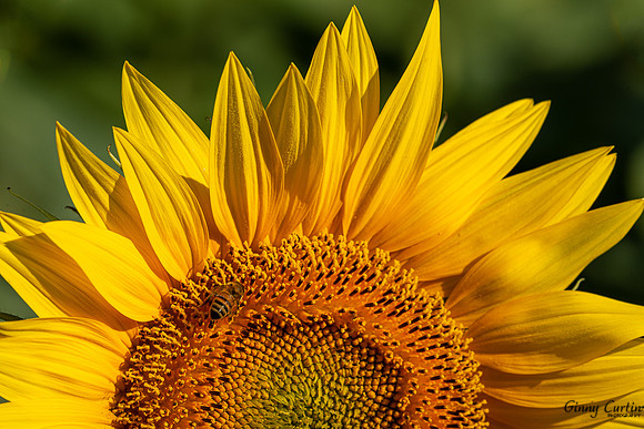 Sunflowers-0027-Edit