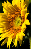 Sunflowers-0020
