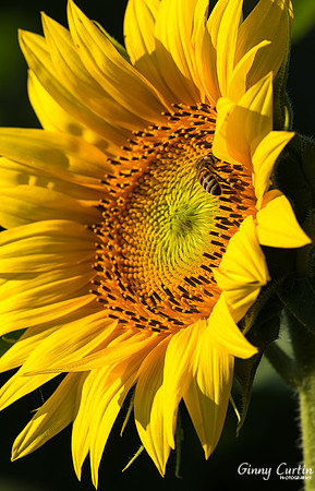 Sunflowers-0020