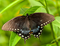 Spicebush Swallowtail