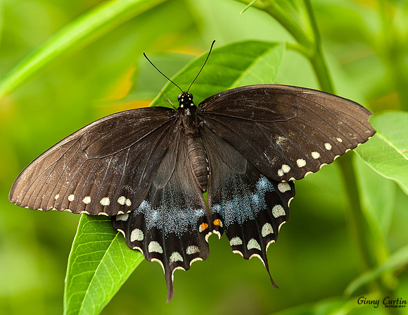 Spicebush Swallowtail
