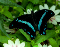 Blue-baned Swallowtail Butterfly