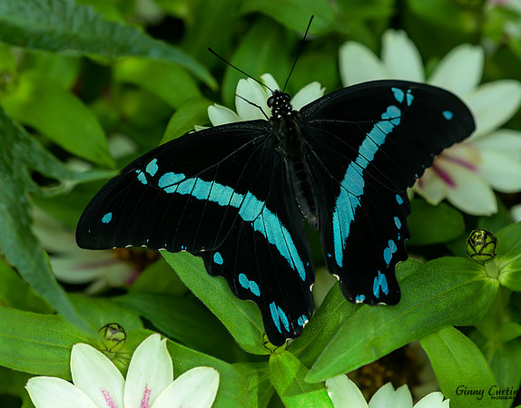Blue-baned Swallowtail Butterfly