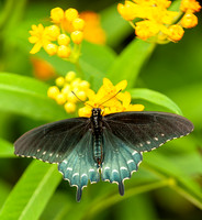 Pipevine Swallowtail