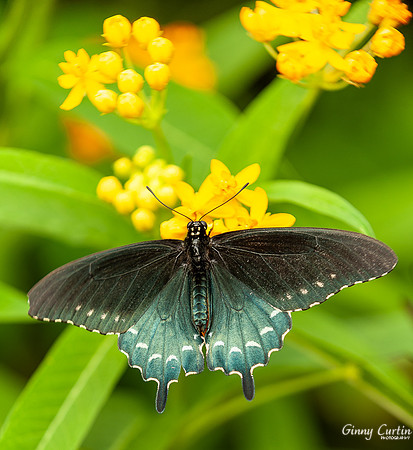 Pipevine Swallowtail