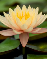 Backyard Water Lily