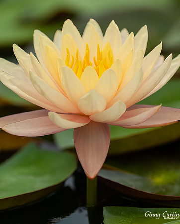 Backyard Water Lily