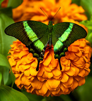 Baned Peacock Butterfly