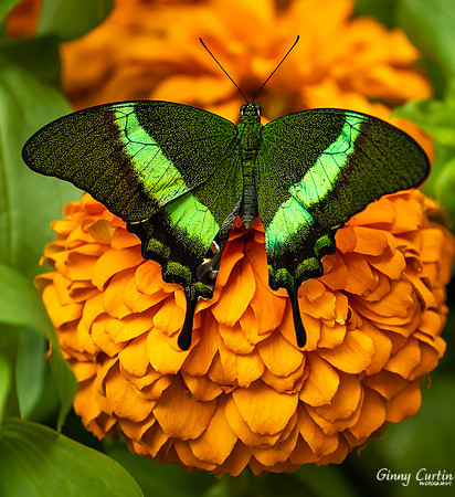 Baned Peacock Butterfly