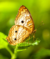 Snow Peacock Butterfly