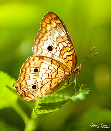 Snow Peacock Butterfly