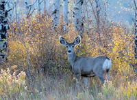 Young Doe in Brush