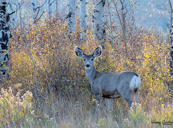 Young Doe in Brush
