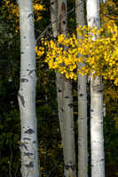 Aspen