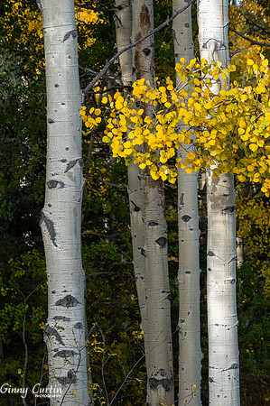 Aspen