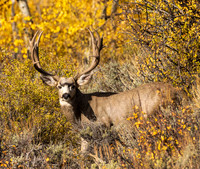 Mule Deer in Fall Colors