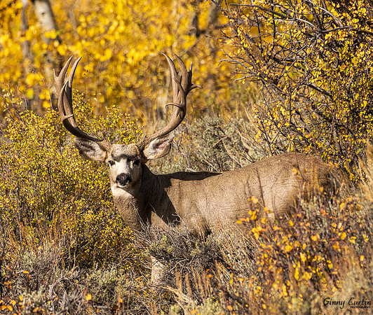 Mule Deer in Fall Colors