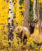 Elk in Fall Colors