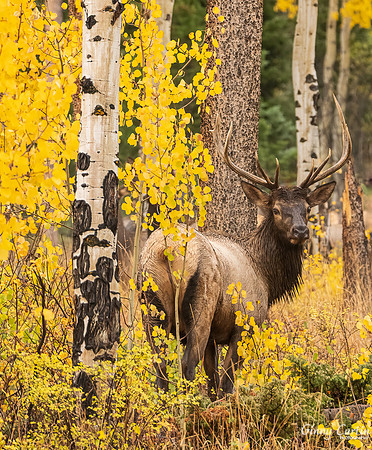 Elk in Fall Colors